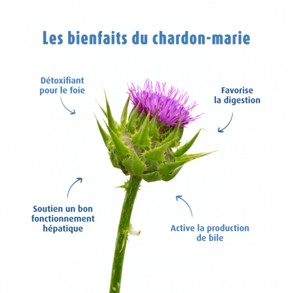 Chardon Marie extrait de plante fraîche 50ml – Image 3