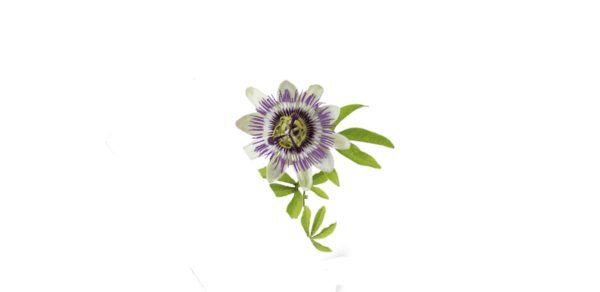 Passiflore 50ml Extrait de Plante Fraîche – Image 4