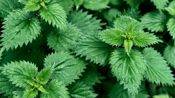 Ortie 50ml Extrait de Plante Fraîche – Image 2