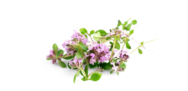 Thym 50ml Extrait de Plante Fraîche – Image 2