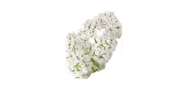 Valériane 50ml Extrait de Plante Fraîche – Image 2