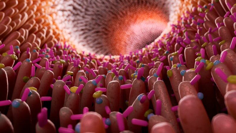 Le microbiote intestinal