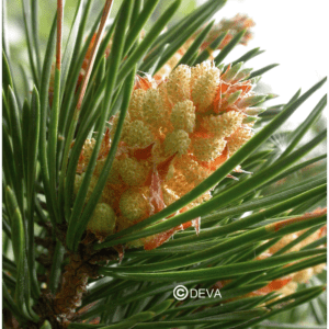 PIN SYLVESTRE / PINE BIO N°24 15ml