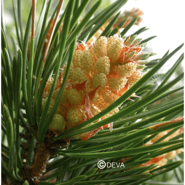 PIN SYLVESTRE / PINE BIO N°24 15ml – Image 2