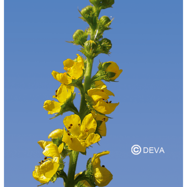 AIGREMOINE / AGRIMONY N°1 15ML BIO – Image 2