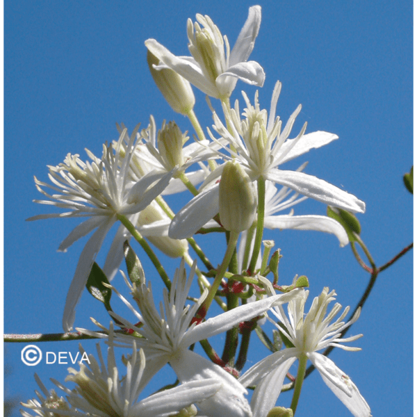 CLEMATITE / CLEMATIS N°9 15ML BIO – Image 2