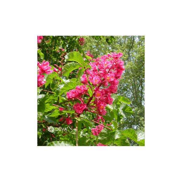 MARRONNIER ROUGE / RED CHESTNUT N°25 15ML BIO – Image 2