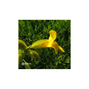 MIMULUS JAUNE / MIMULUS N°20 15ML BIO