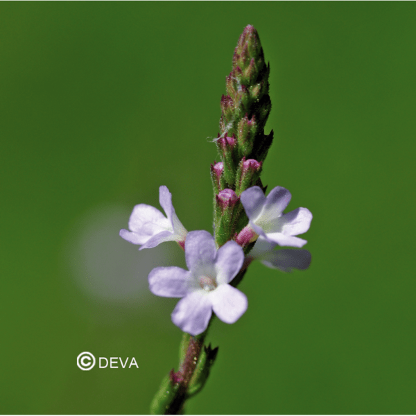 VERVEINE / VERVAIN N°31 15ML BIO – Image 2