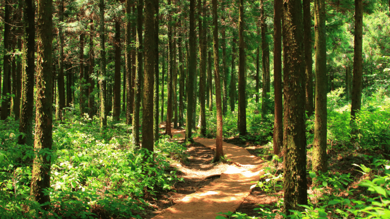Le bain de forêt
