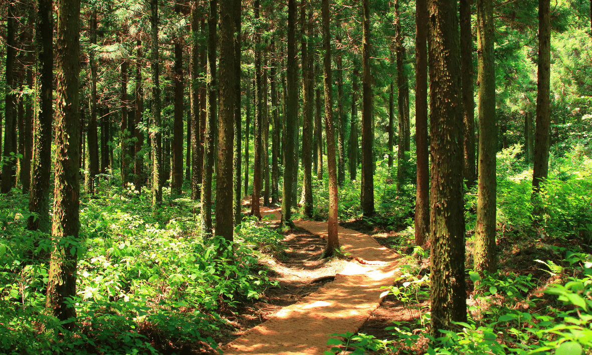 Lire la suite à propos de l’article Le bain de forêt