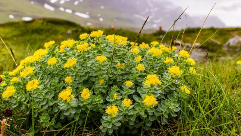 Rhodiola et Safran : Deux Alliés Naturels pour l’Équilibre Émotionnel et la Vitalité