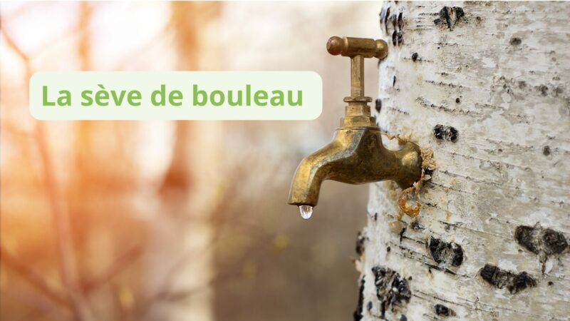 La sève de Bouleau