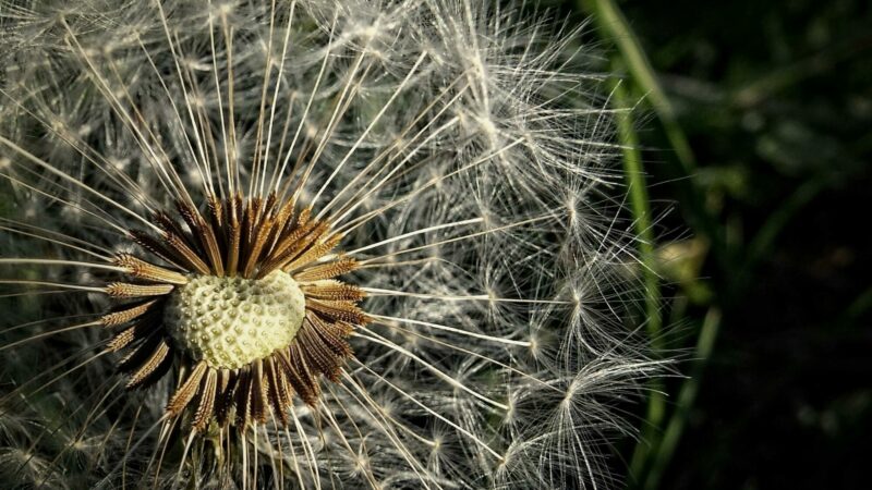 Sensibilités saisonnières : Comprendre et adopter une approche naturelle