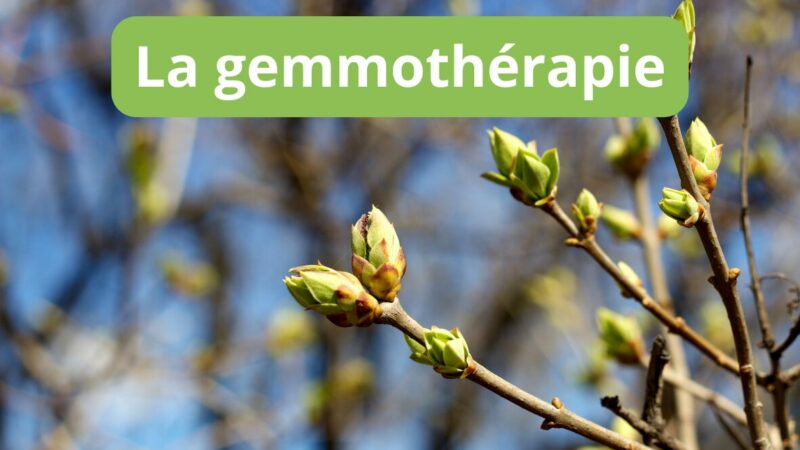 La gemmothérapie