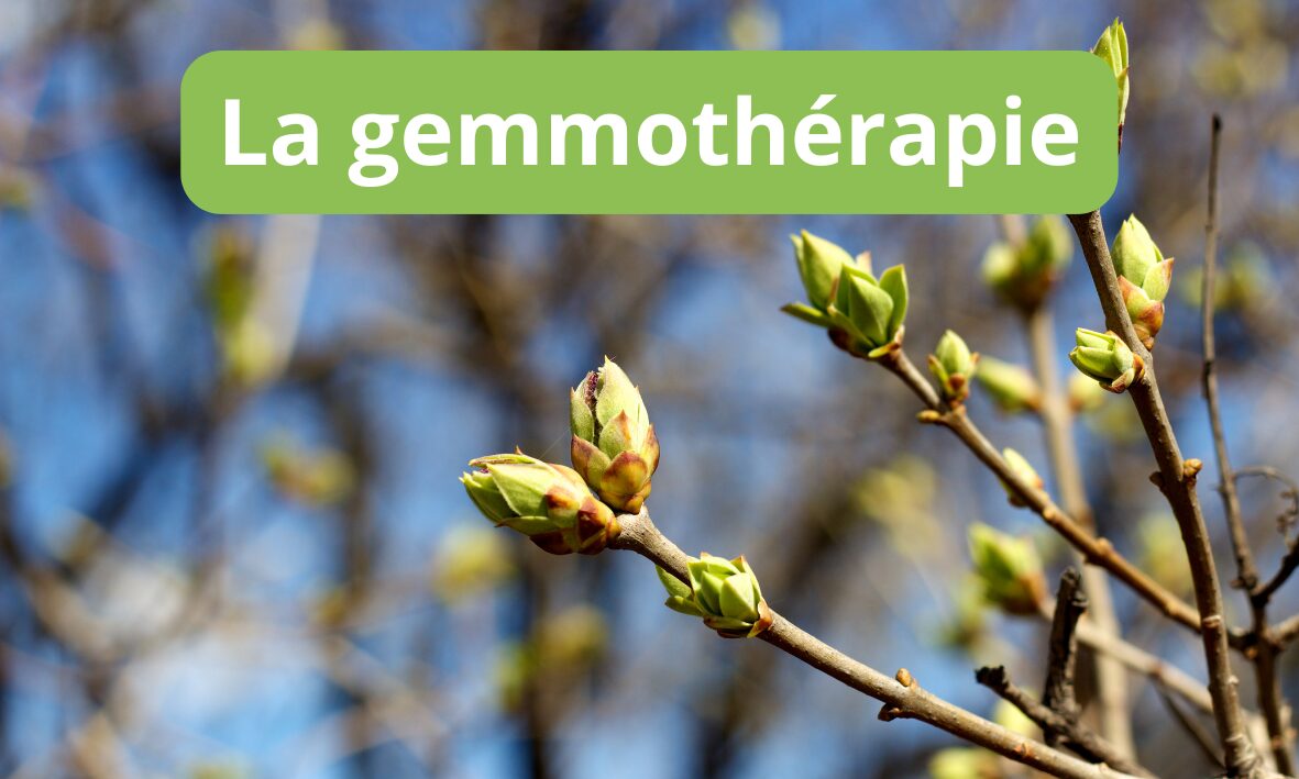 Lire la suite à propos de l’article La gemmothérapie