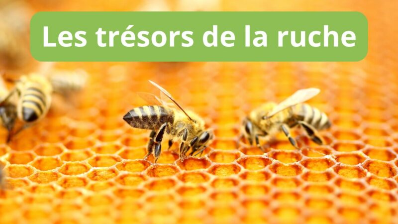 Les trésors de la ruche