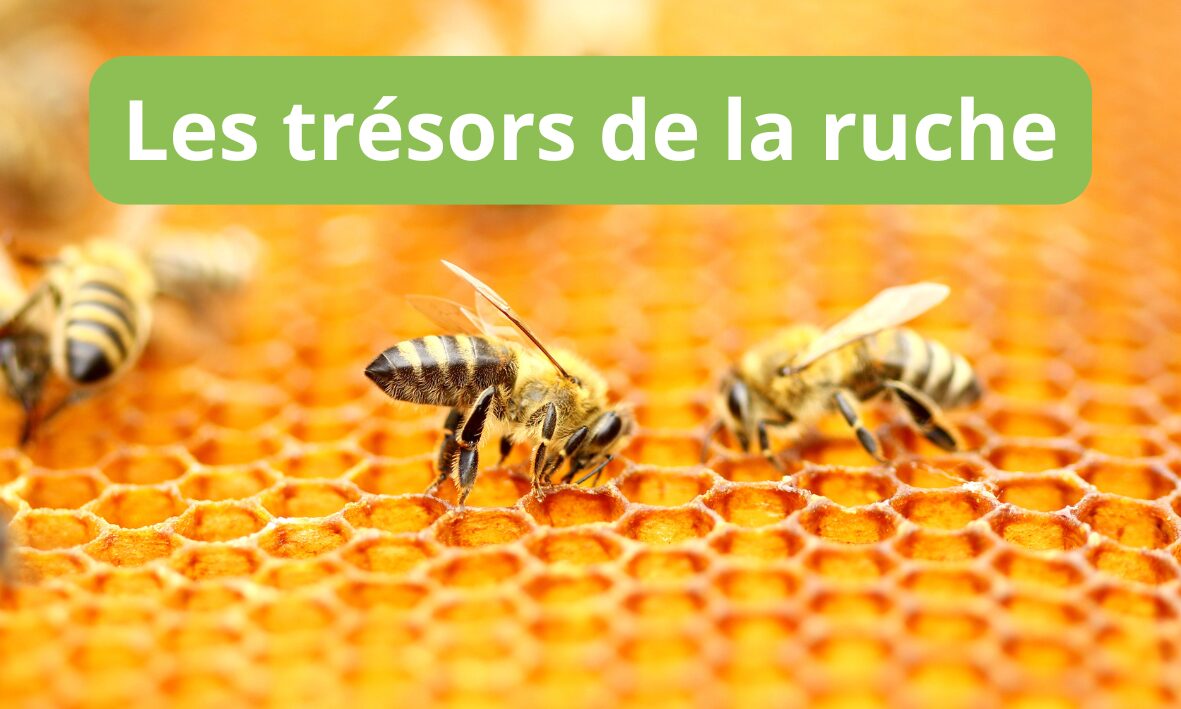 Lire la suite à propos de l’article Les trésors de la ruche